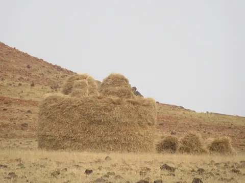 भरीया अदमीक ऊनहारी/ Bharia people's Agricultural Field