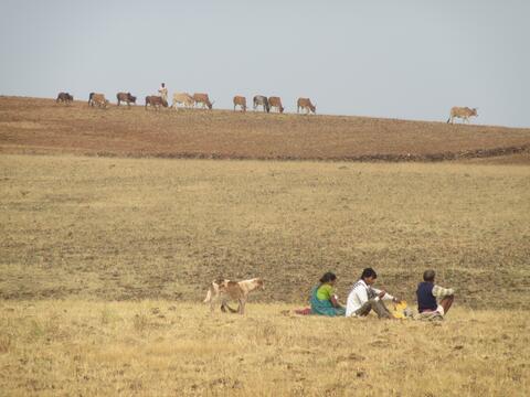 Bharia people field