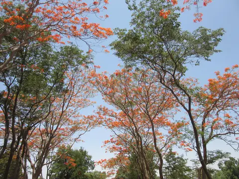 भरीया ईलाखा