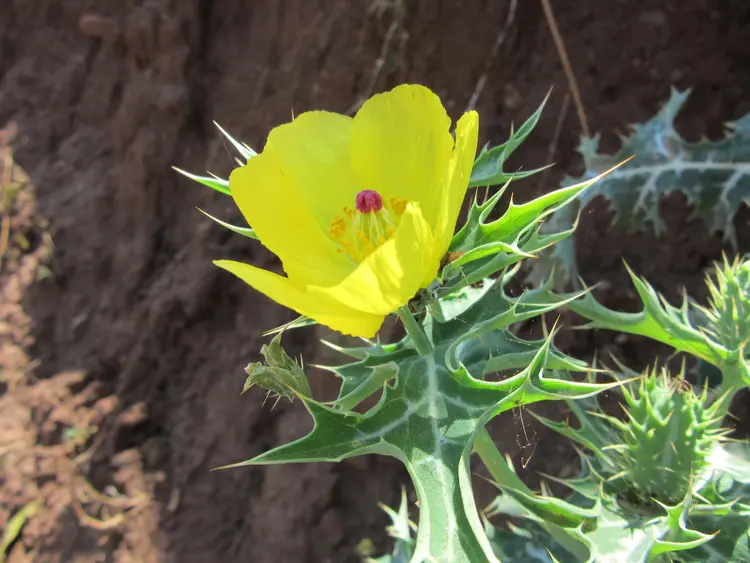 पतालकोटाक खास जड़