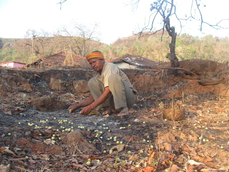Collecting Mahuva fruits