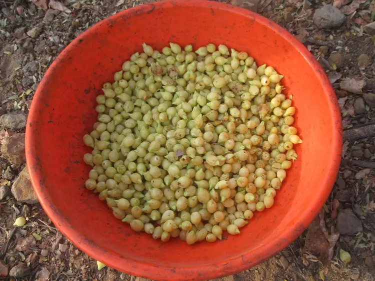 Mahuva fruit